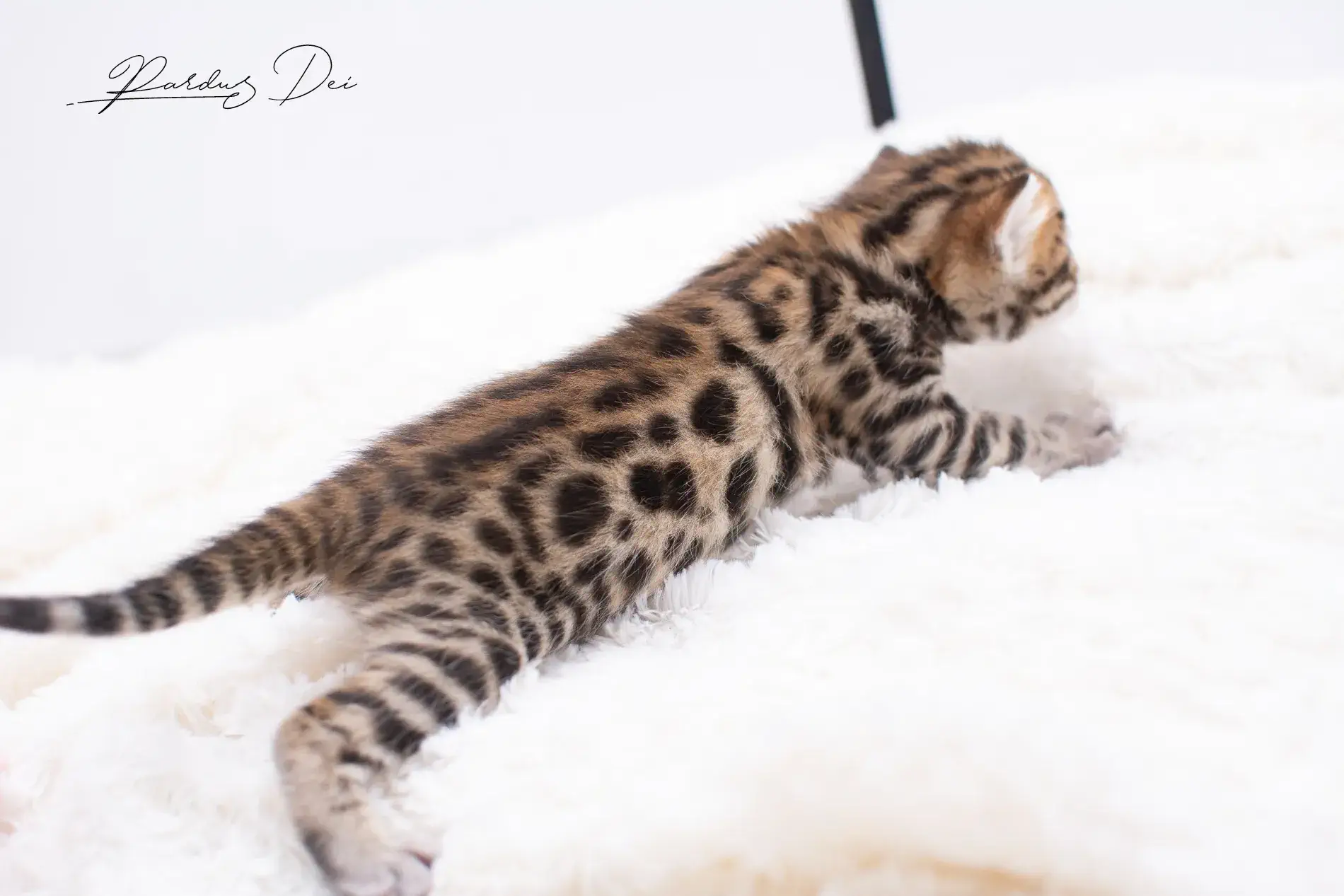 chaton bengal